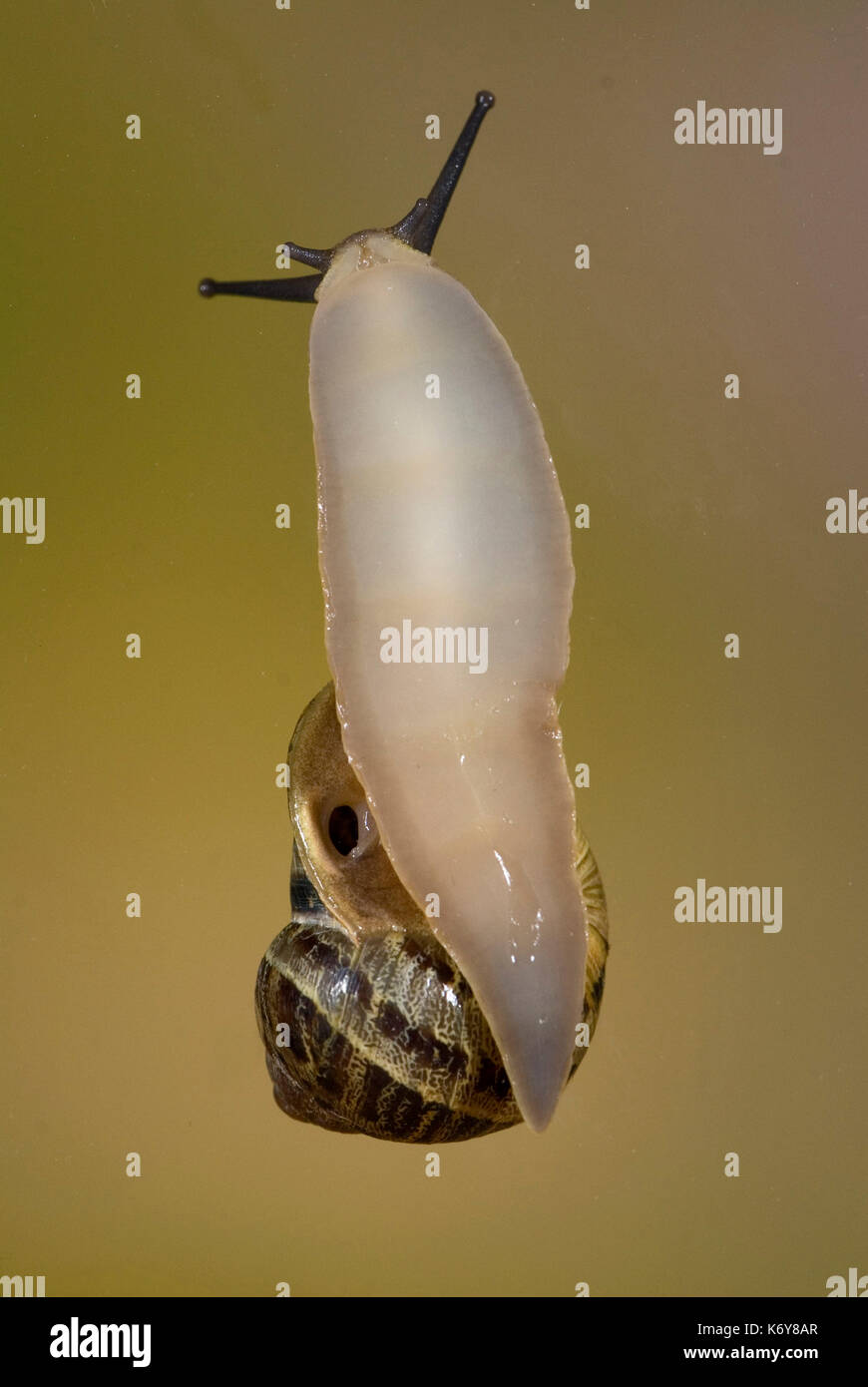 Mantle of the snail hires stock photography and images Alamy