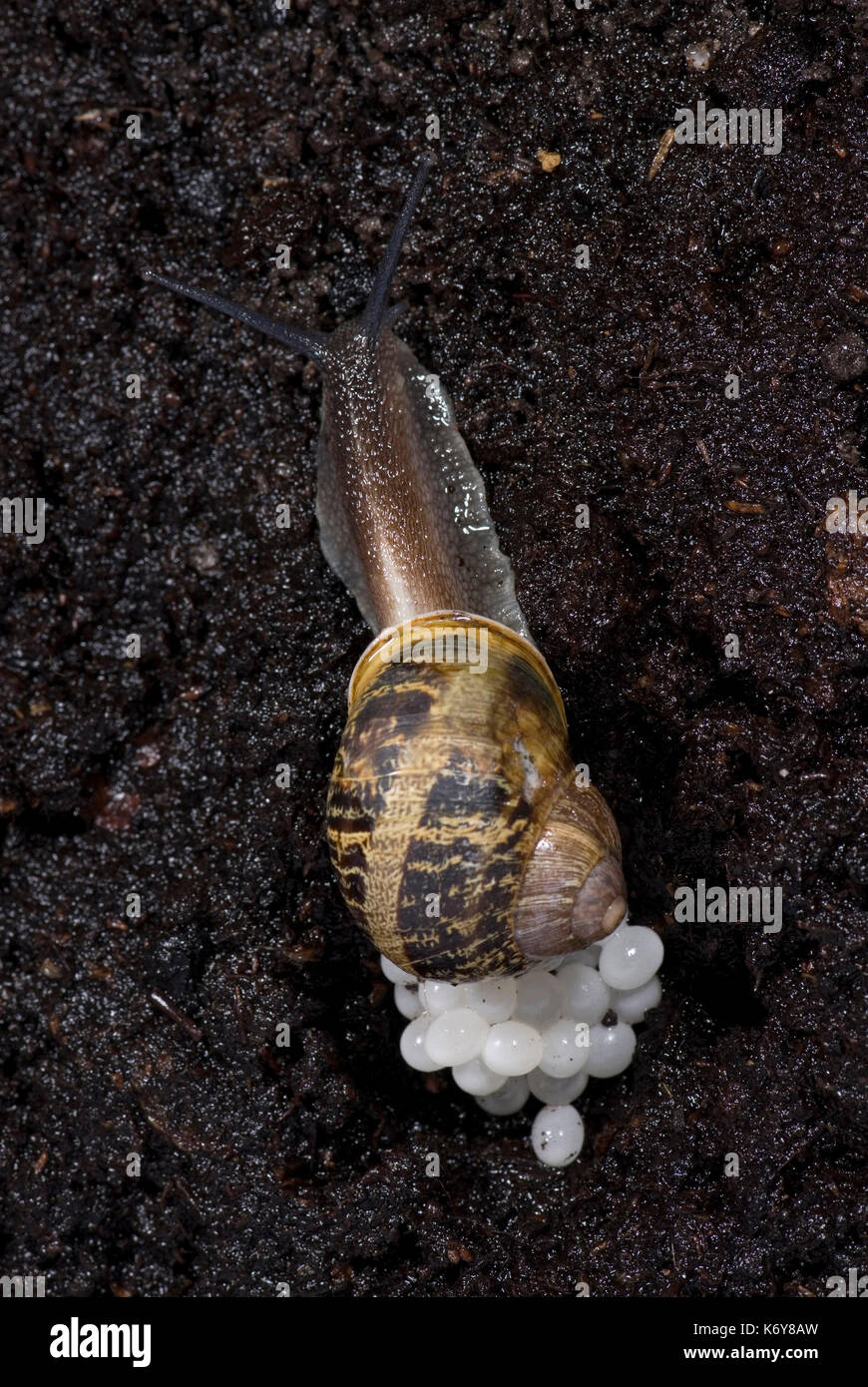 Garden Snail, Helix aspersa, laying eggs in soil at night animal