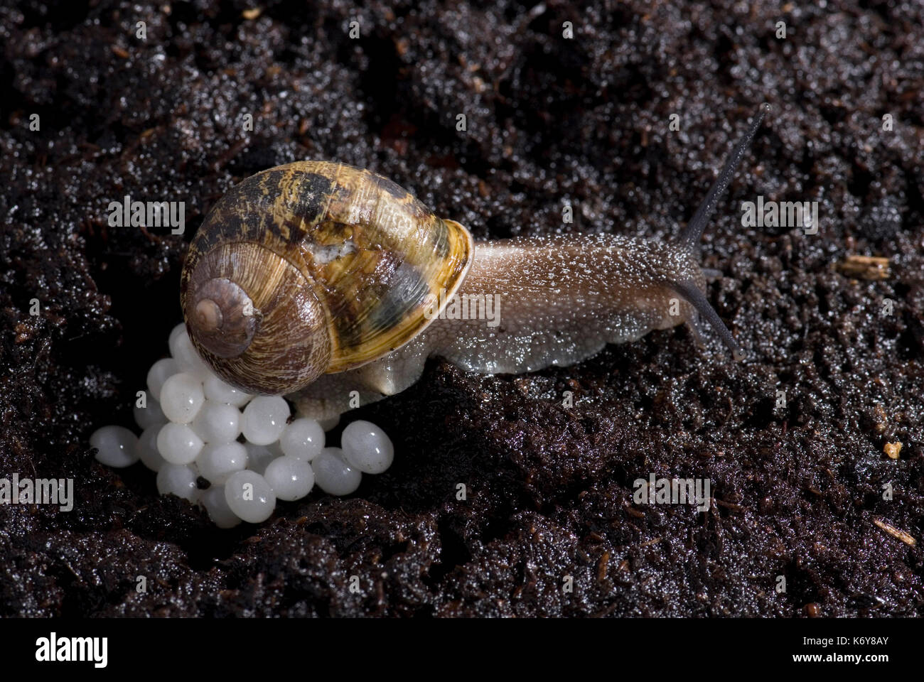 Garden Snail, Helix aspersa, laying eggs in soil at night animal mollusc  nature night pest wildlife Garden Snail Laying Eggs Stock Photo - Alamy