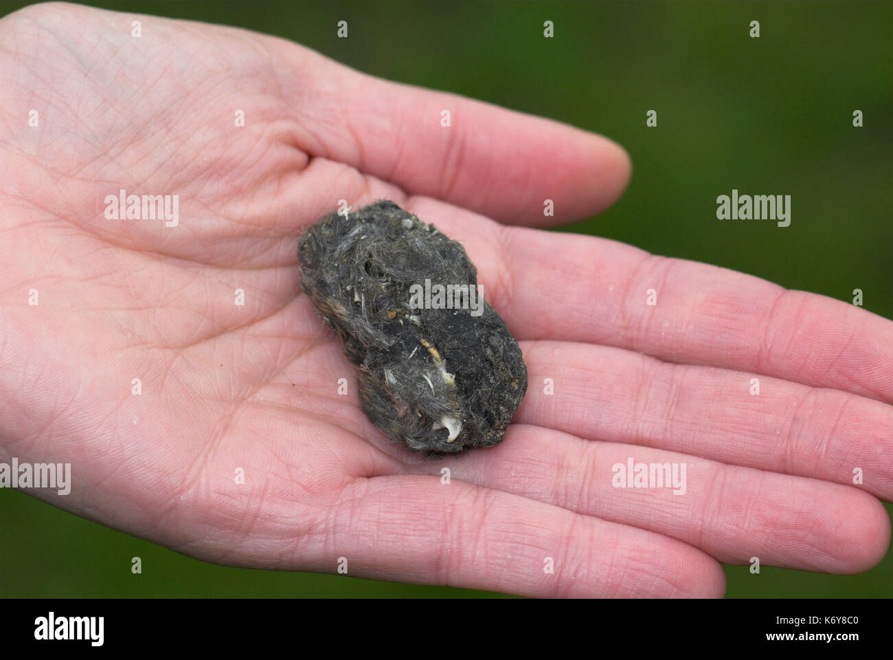 Barn Owl Pellet, showing fur and bones of eaten and partially digested mammal, UK, in hand Stock Photo