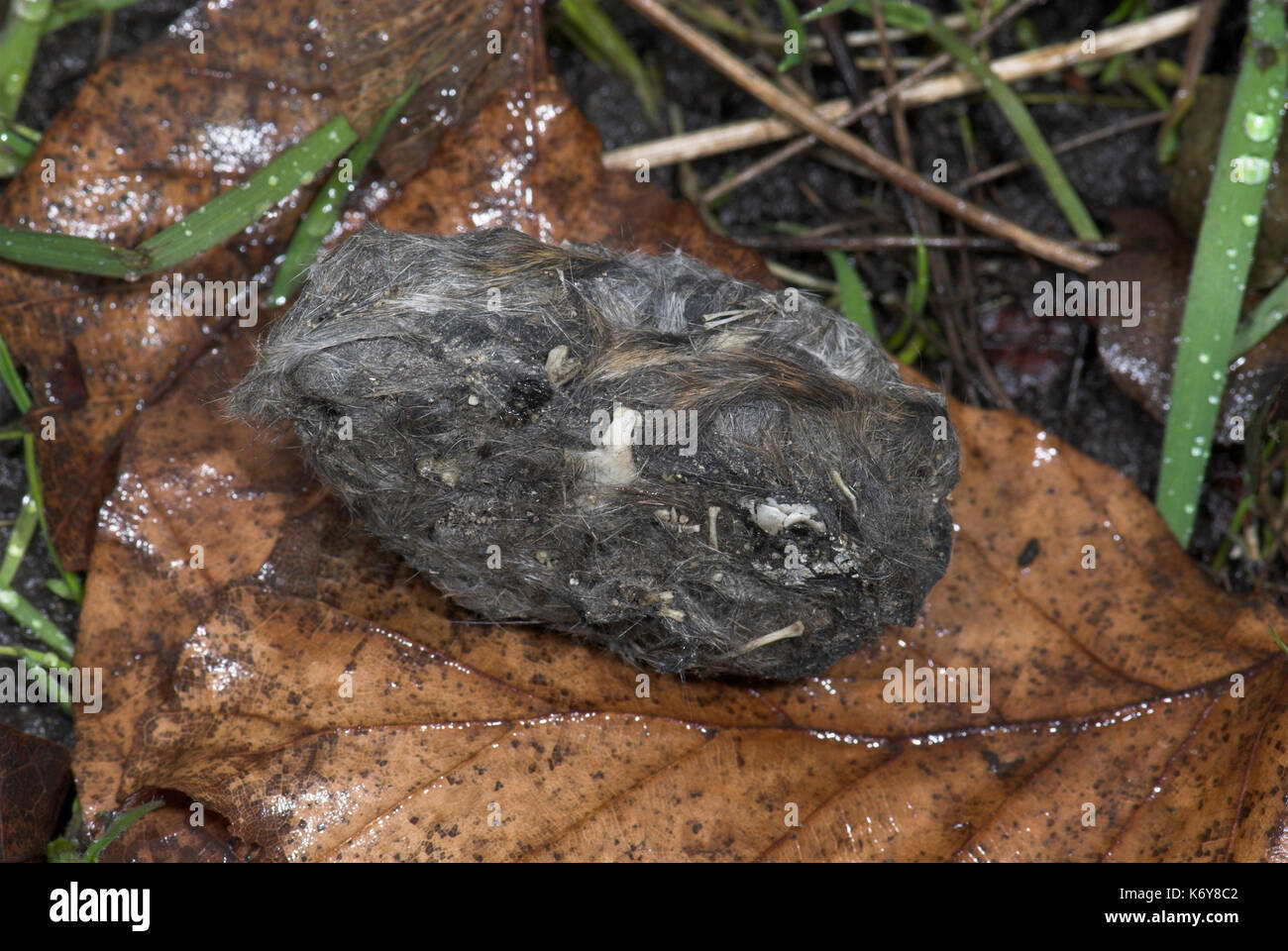 Barn Owl Pellet, showing fur and bones of eaten and partially digested mammal, UK, on ground Stock Photo