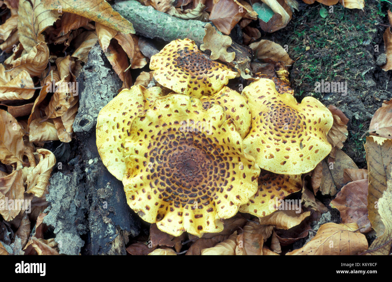 Dryad's Saddle or Scaly Polypore, Polyporus squamosus, UK, basidiomycete bracket fungus, Pheasant's back mushroom, edible Stock Photo