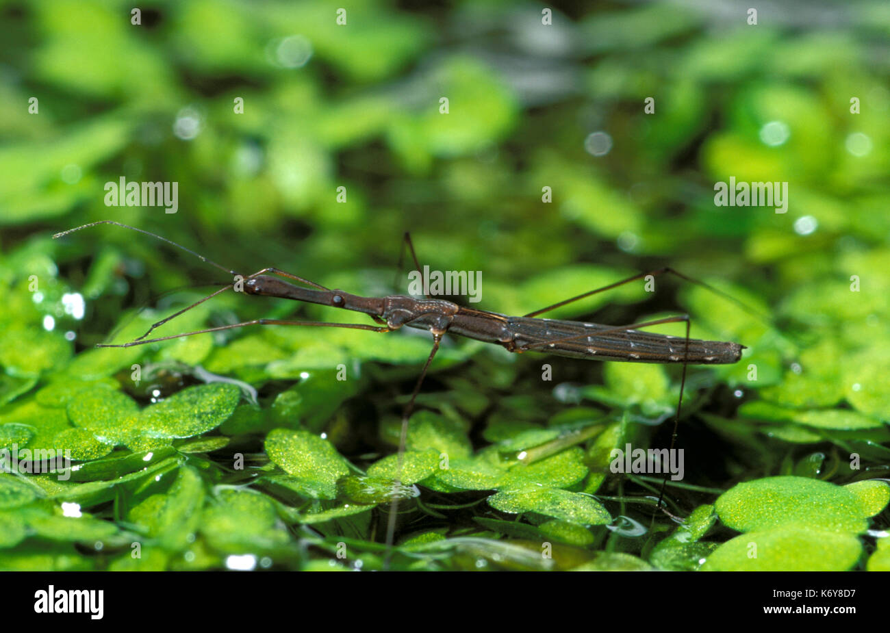 Pond Measurer, Hydrometridae, UK on duck weed, feeds from surface of water Stock Photo