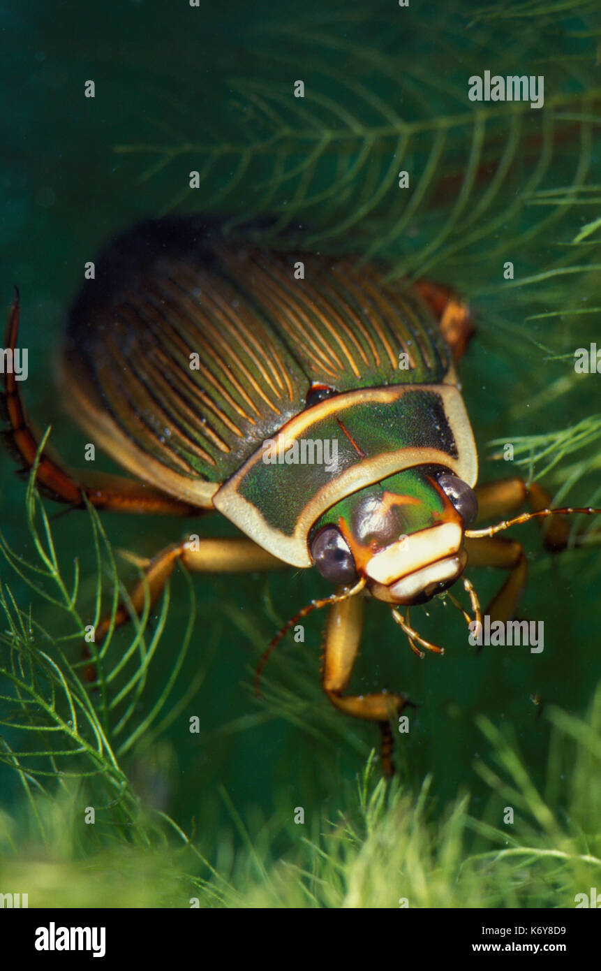 Great Diving Beetle, Dytiscus Marginalis, underwater in pond, UK adult Stock Photo