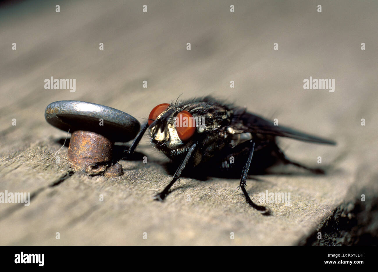 Flesh Fly, Sarcophaga carnaria, UK, next to nail showing size Stock Photo