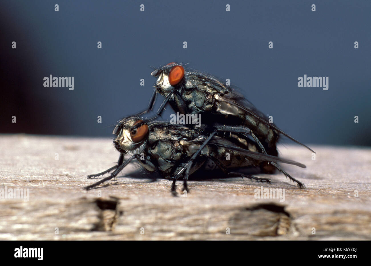 Flesh Fly, Sarcophaga carnaria, UK, pair, two mating Stock Photo