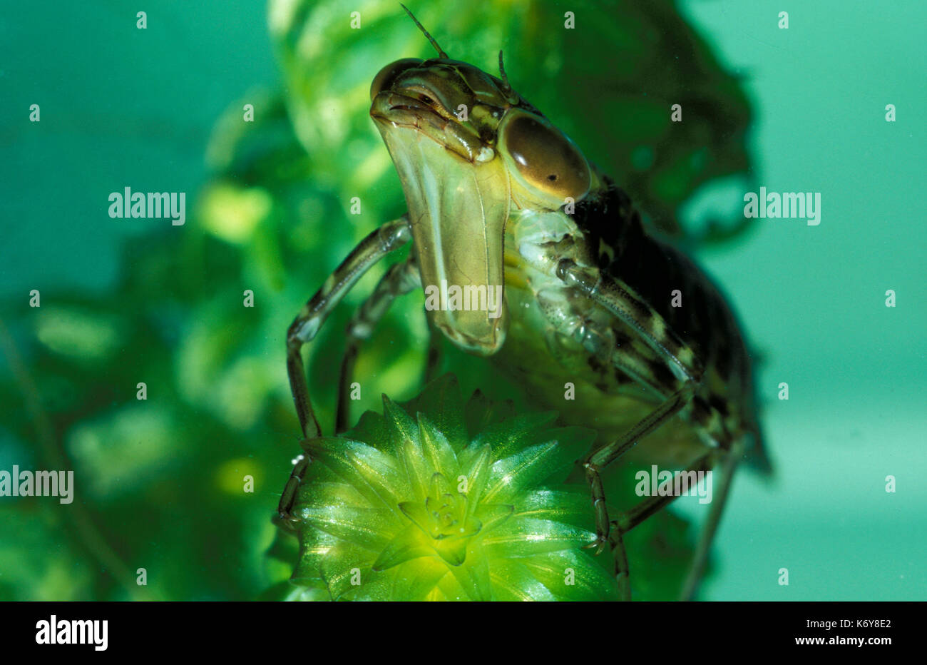 Emperor Dragonfly Larvae, Anax imperator, UK  underwater, hawker, pond, showing extension of lower jaw which shoots out to catch prey Stock Photo