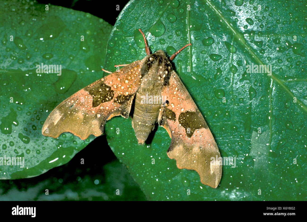 Lime Hawk Moth, Mimas tiliae, UK, on leave with raindrops, family Sphingidae Stock Photo