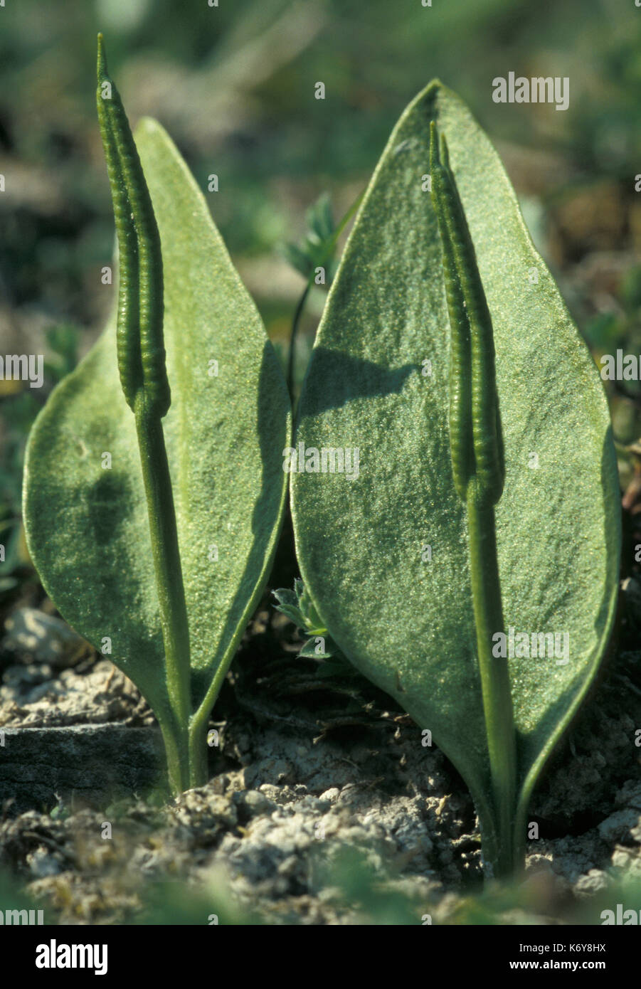 Adders Tongue Fern (Ophioglossum vulgatum) - with spore case , UK Stock Photo