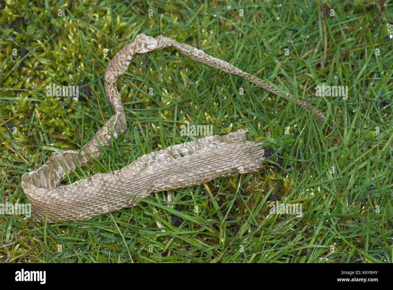 Grass Snake Skin, sloughed, in grass, UK Stock Photo Alamy