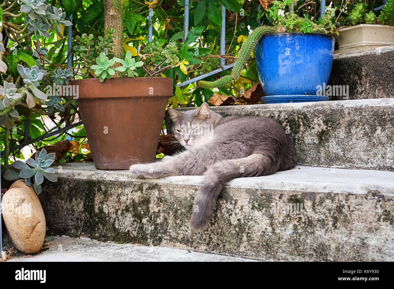Cat sleeping on a stair in the village Vogue  which is recognized as historical heritage and is considered one of ten charming villages of France Stock Photo