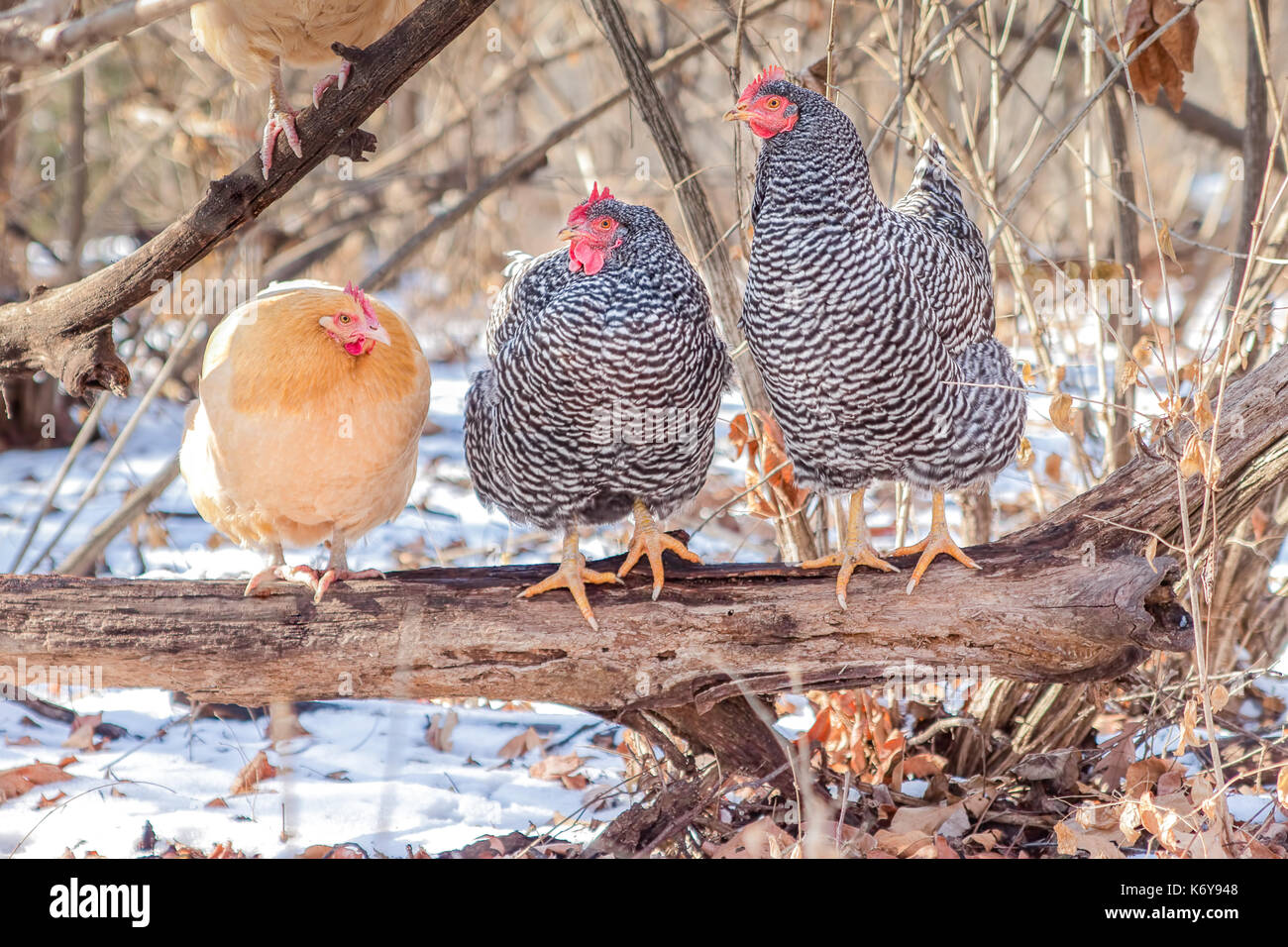 Barred Rock Hen Stock Photos & Barred Rock Hen Stock Images Alamy