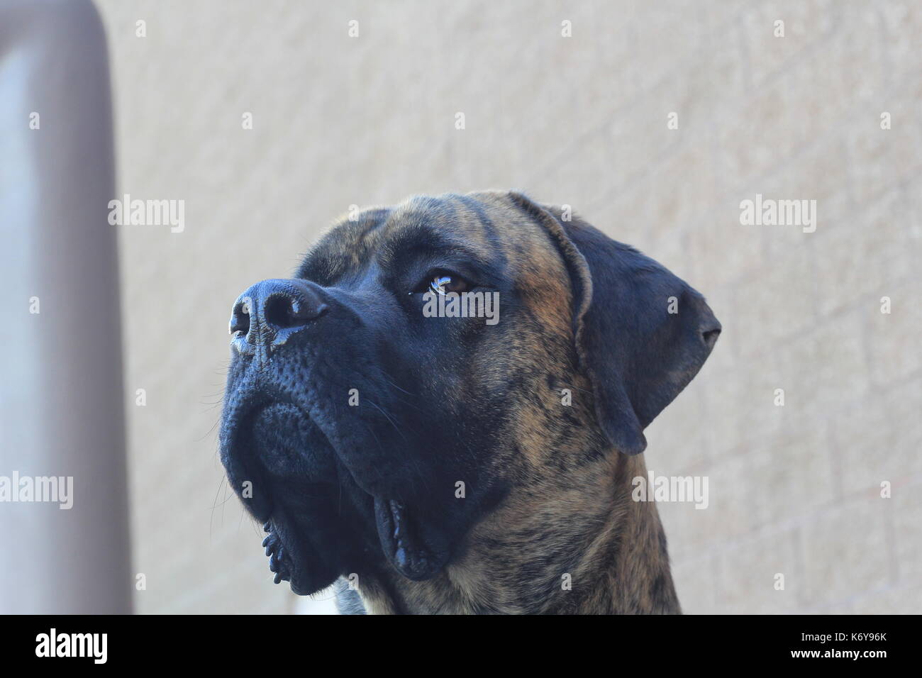 Shots of Brindle English Mastiff being majestic at a local playground. Stock Photo
