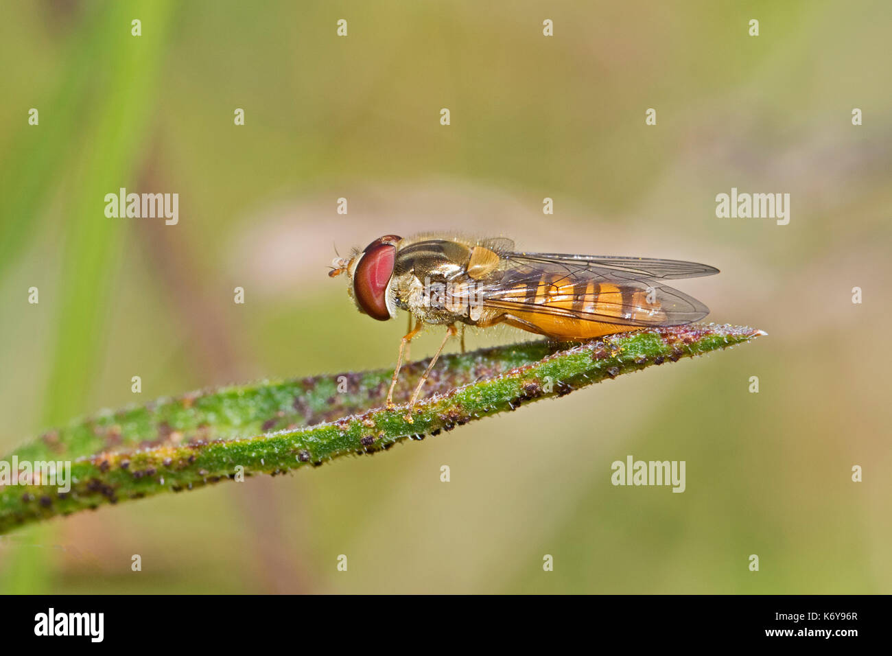 Marmalade Hoverfly  (Episyrphus balteatus) Stock Photo