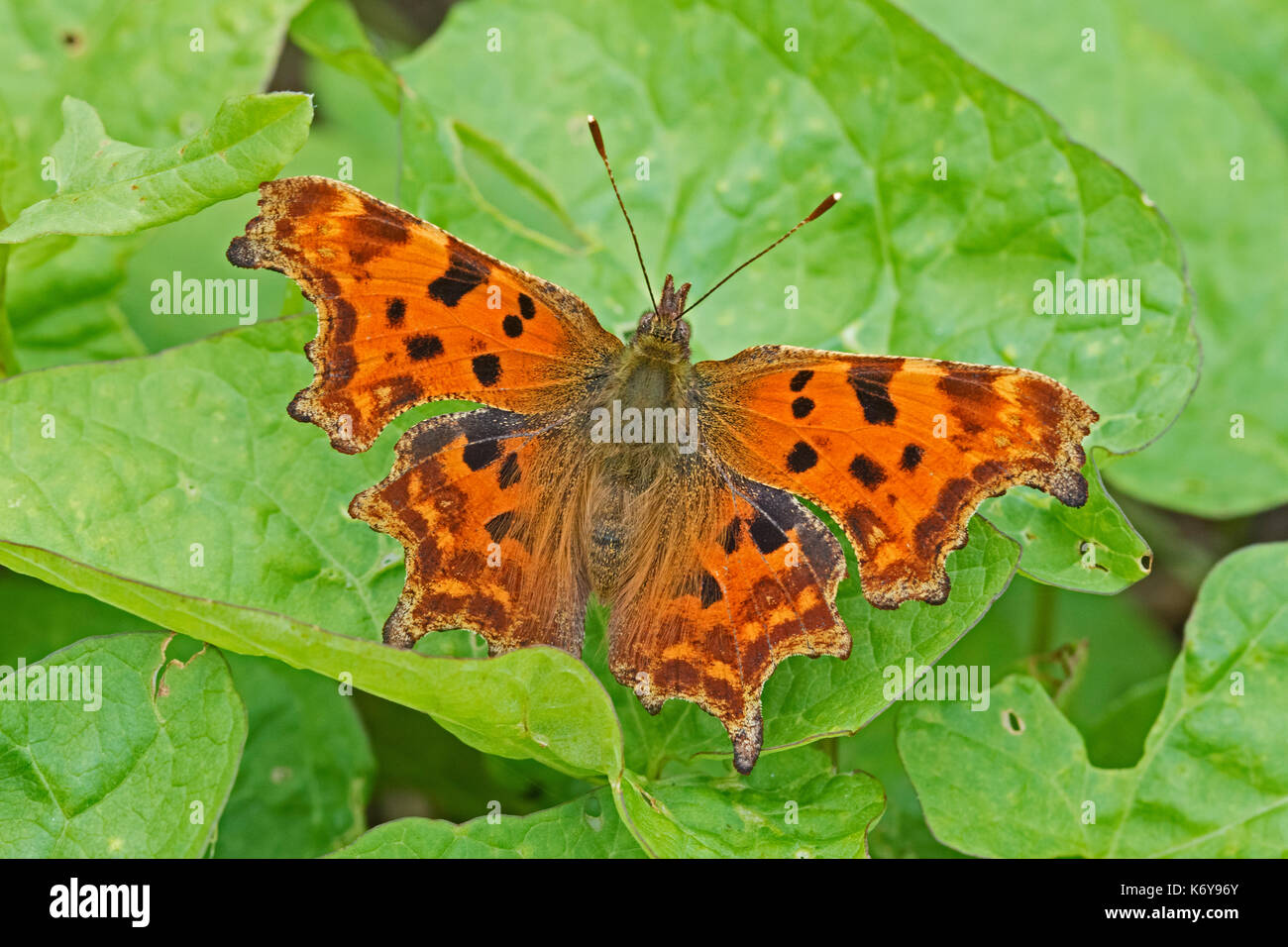 Comma  Butterfly (Polygonia c-album) Stock Photo