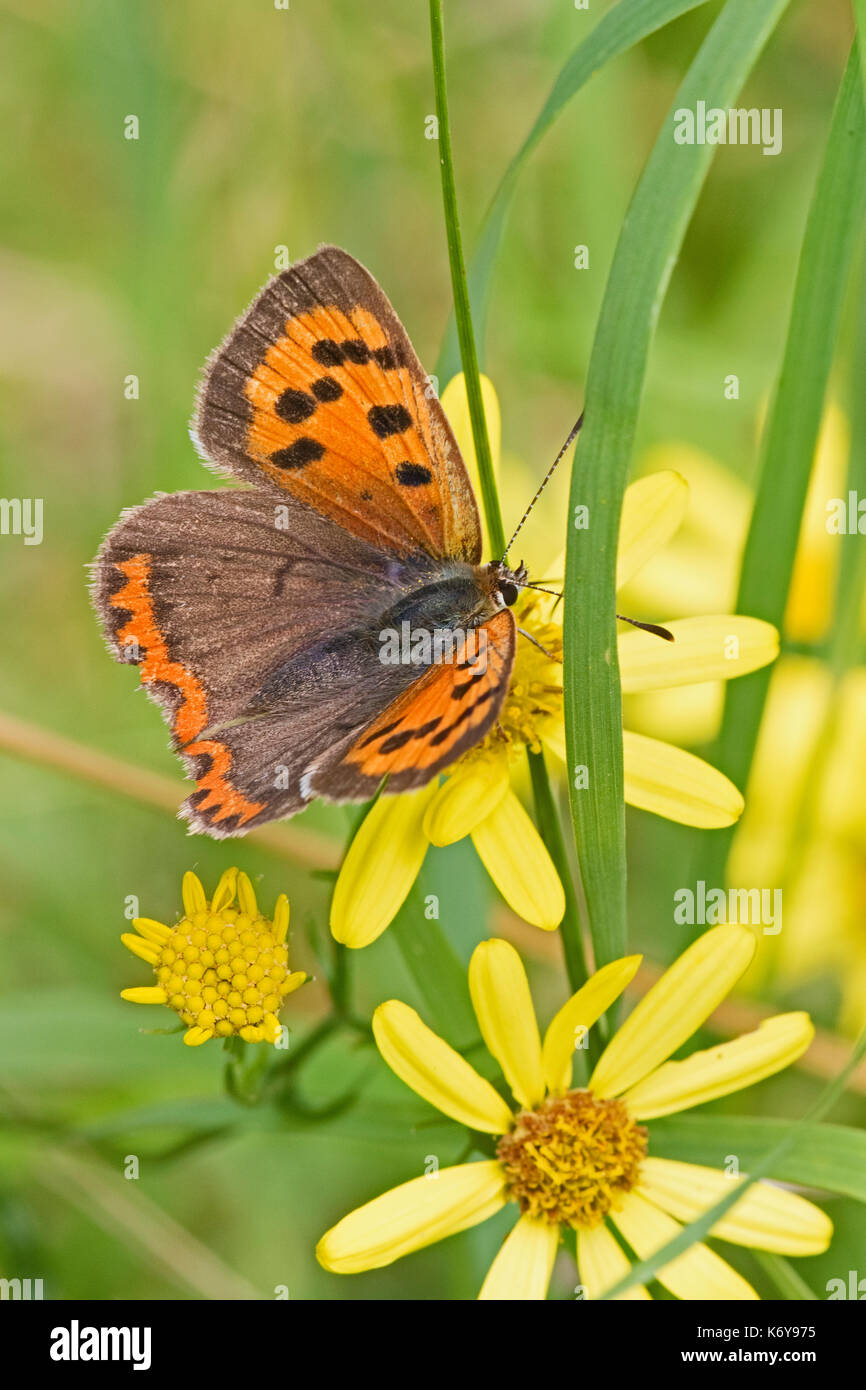 Small Copper on common ragwort Stock Photo - Alamy