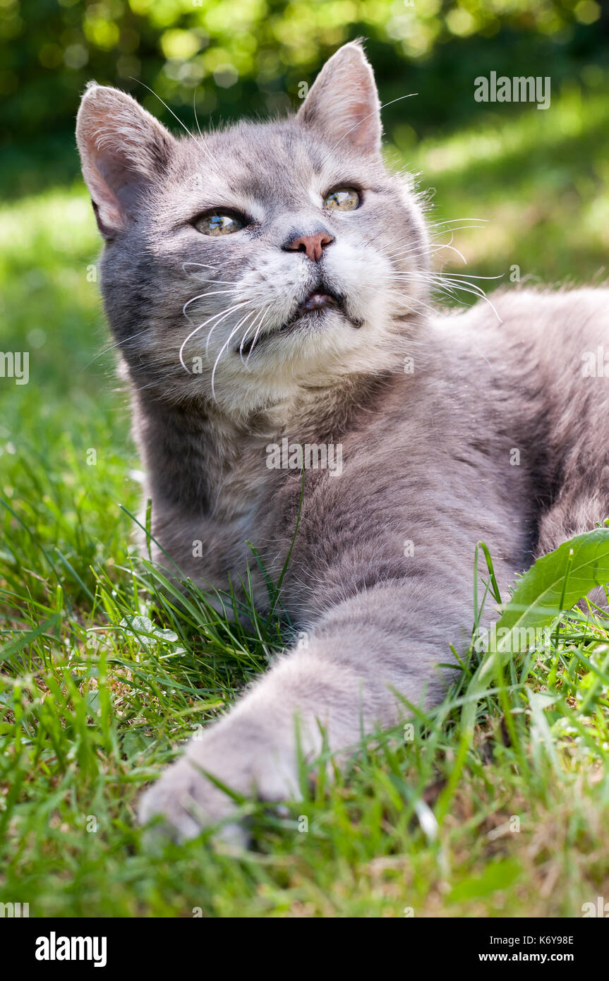 Grey cat in grass Stock Photo