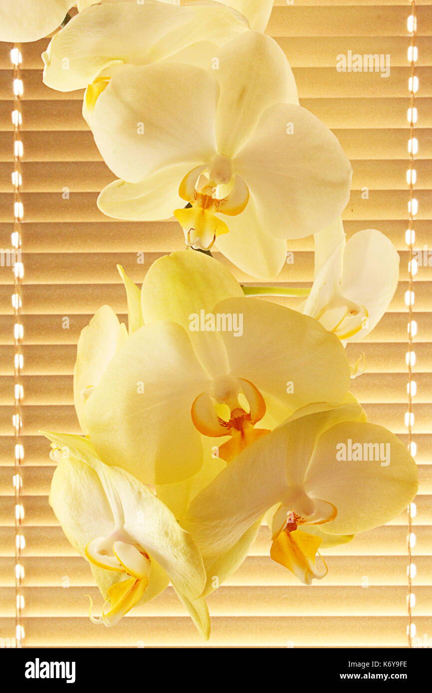 branch of blooming tender orchid on the background of jalousie. Comfort that create in the house flowers Stock Photo
