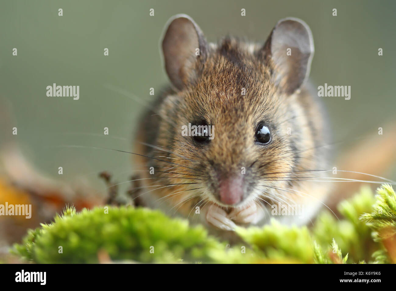Wood Mouse (Apodemus sylvaticus) eating seeds Stock Photo Alamy