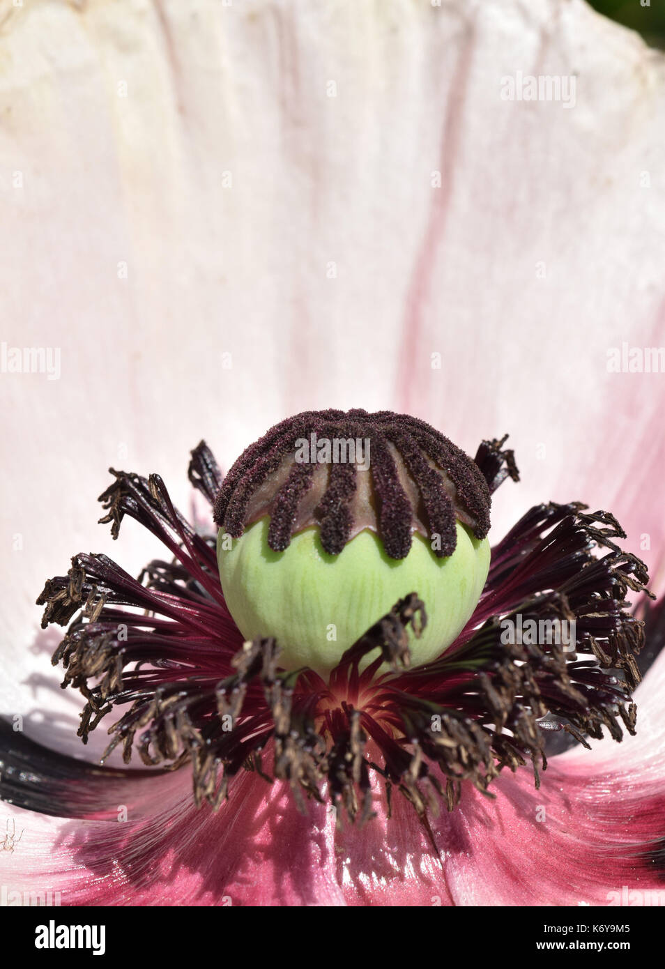 Oriental poppy seed head hires stock photography and images Alamy