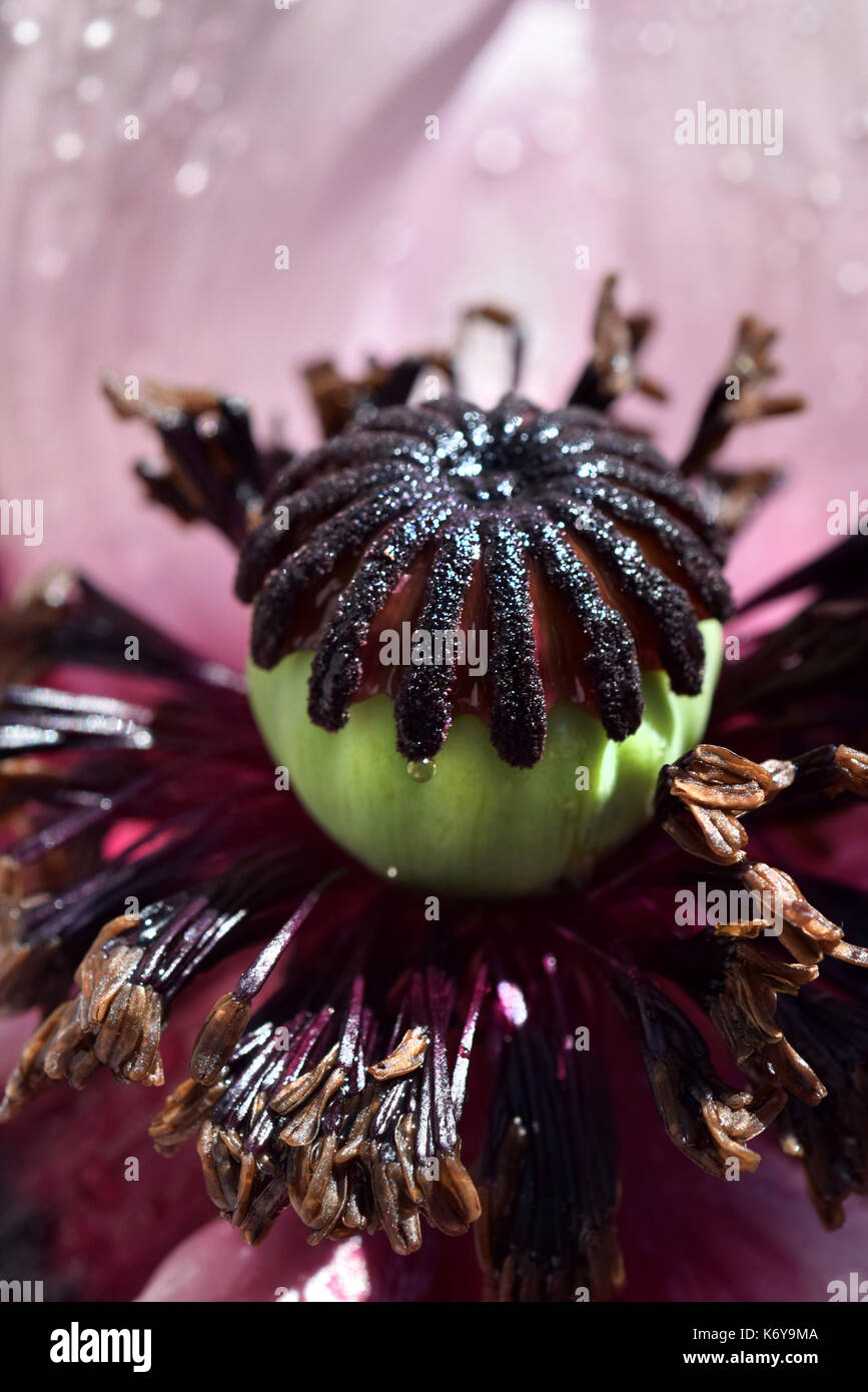 oriental poppy seed head Stock Photo
