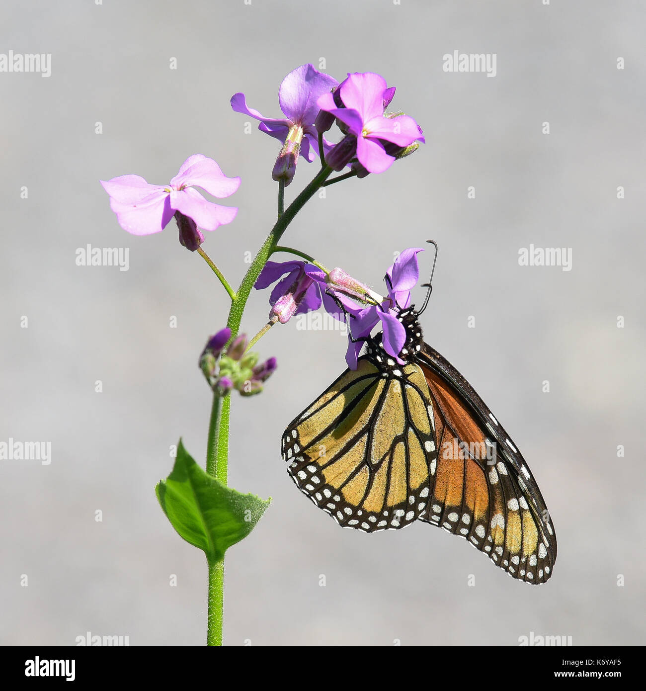 Monarch butterfly (Danaus plexippus) feeding on a Dame's Rocket flower ...