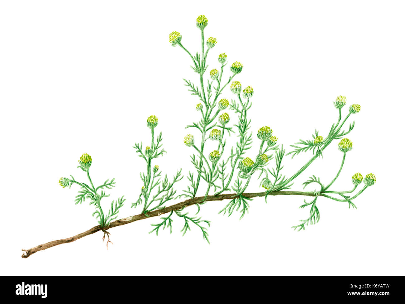 Drawing of a Pineapple weed (Matricaria discoidea) plant. Watercolor on rough paper. Stock Photo
