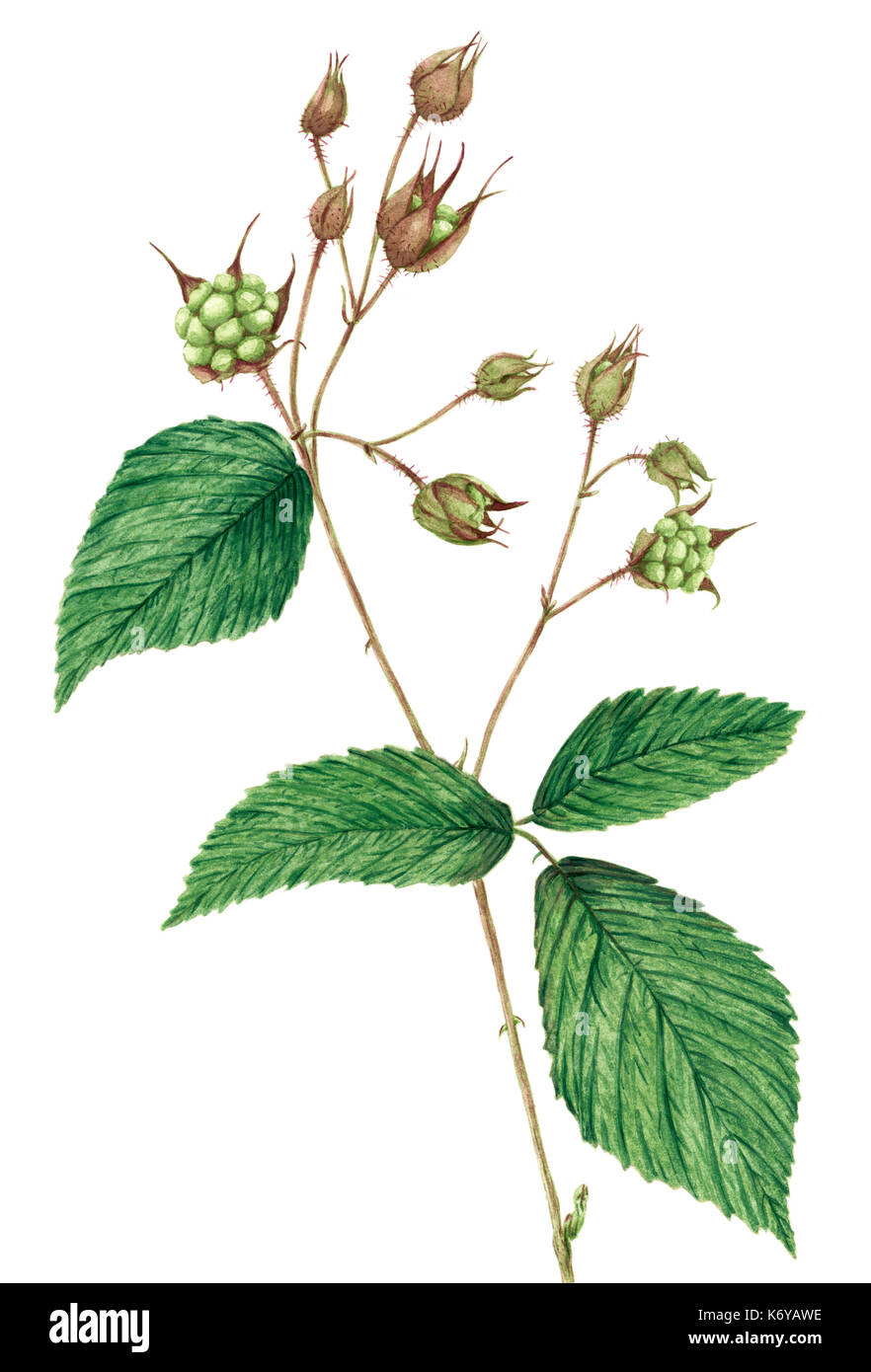 Drawing of a Blackberry (Rubus plicatus) twig. Watercolor on rough paper. Stock Photo