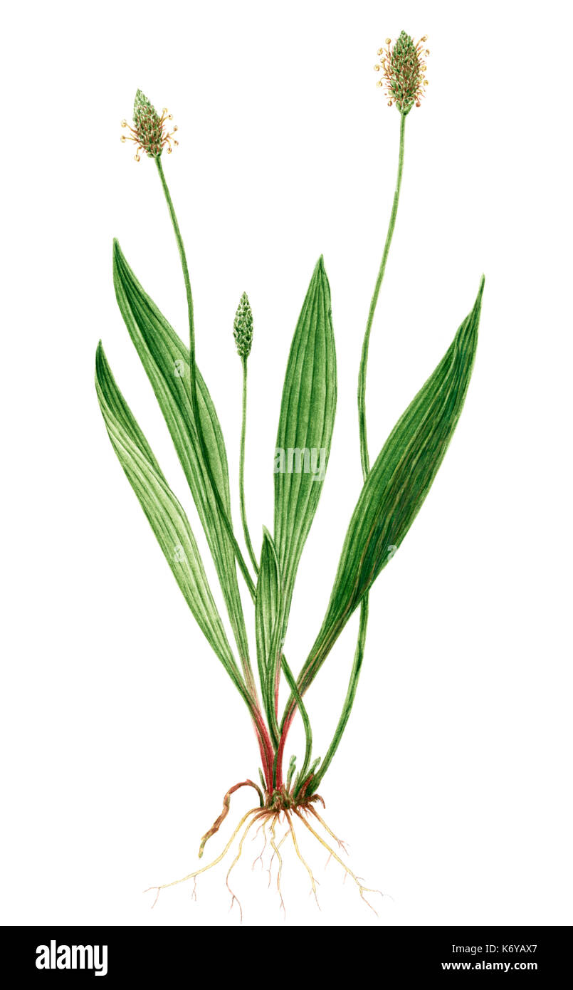 Drawing of a English plantain (Plantago lanceolata) plant. Watercolor on rough paper. Stock Photo