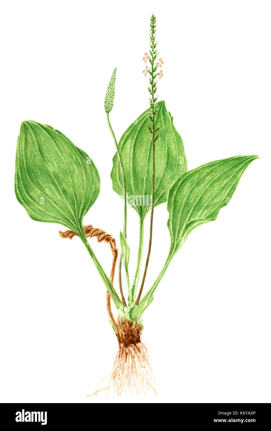 Drawing of a Broadleaf plantain (Plantago major) plant. Watercolor on rough paper. Stock Photo