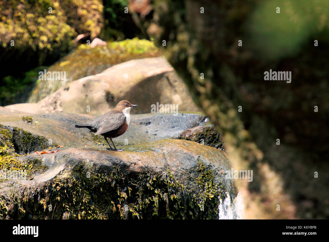 A White Throated Dipper, Cinclus cinclus,resting on a rock in it's natural habitat near running water in the Brecon Beacons, Wales Stock Photo