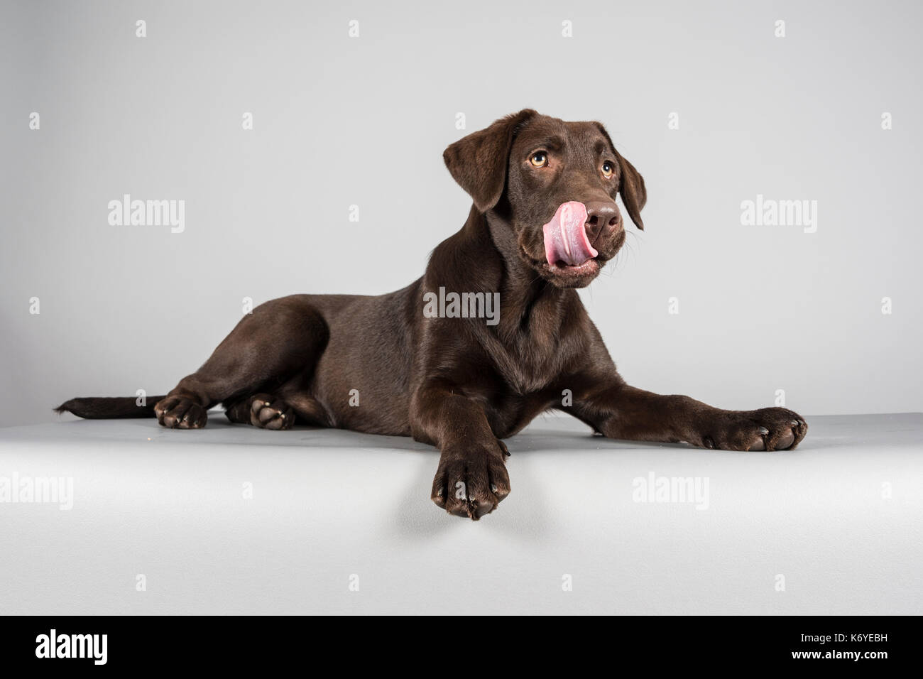 Choc Labrador Retriever puppy photographed in the UK Stock Photo Alamy