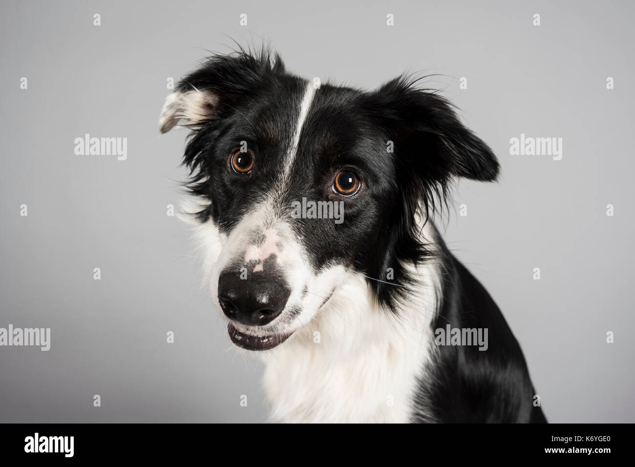 Border collie wearing hi-res stock photography and images - Alamy