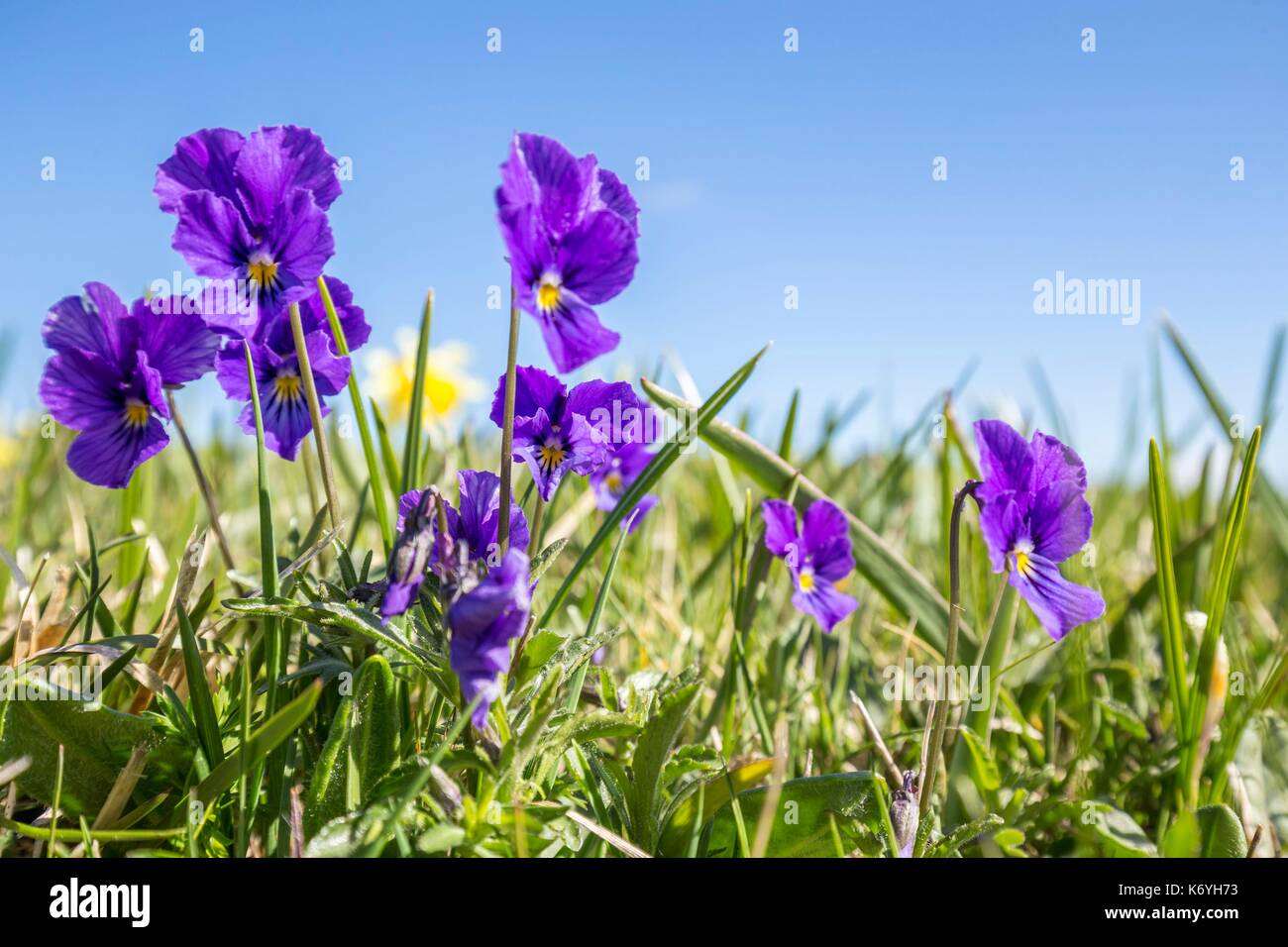 France, Lozere, tray of Aubrac, mountain pansy (Viola lutea) Stock Photo