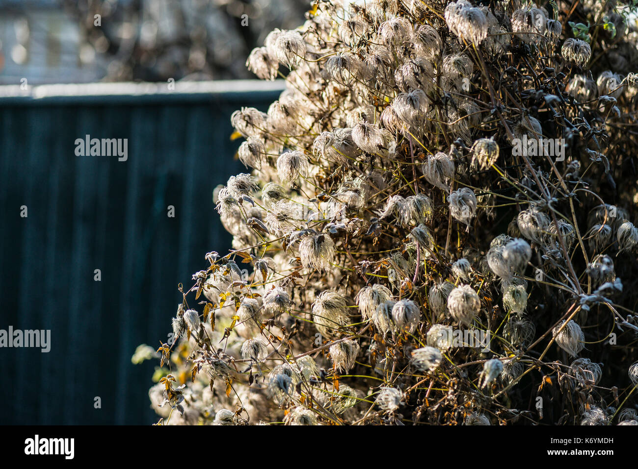 Frost on the seed heads of a golden clematis (Clematis tangutica Stock