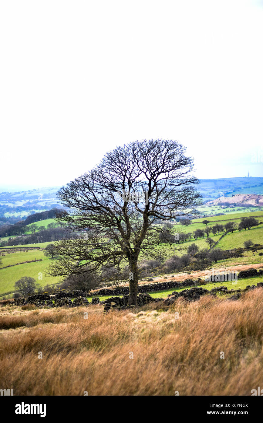 Roaches oak tree and long grass on farmland, Peak District National