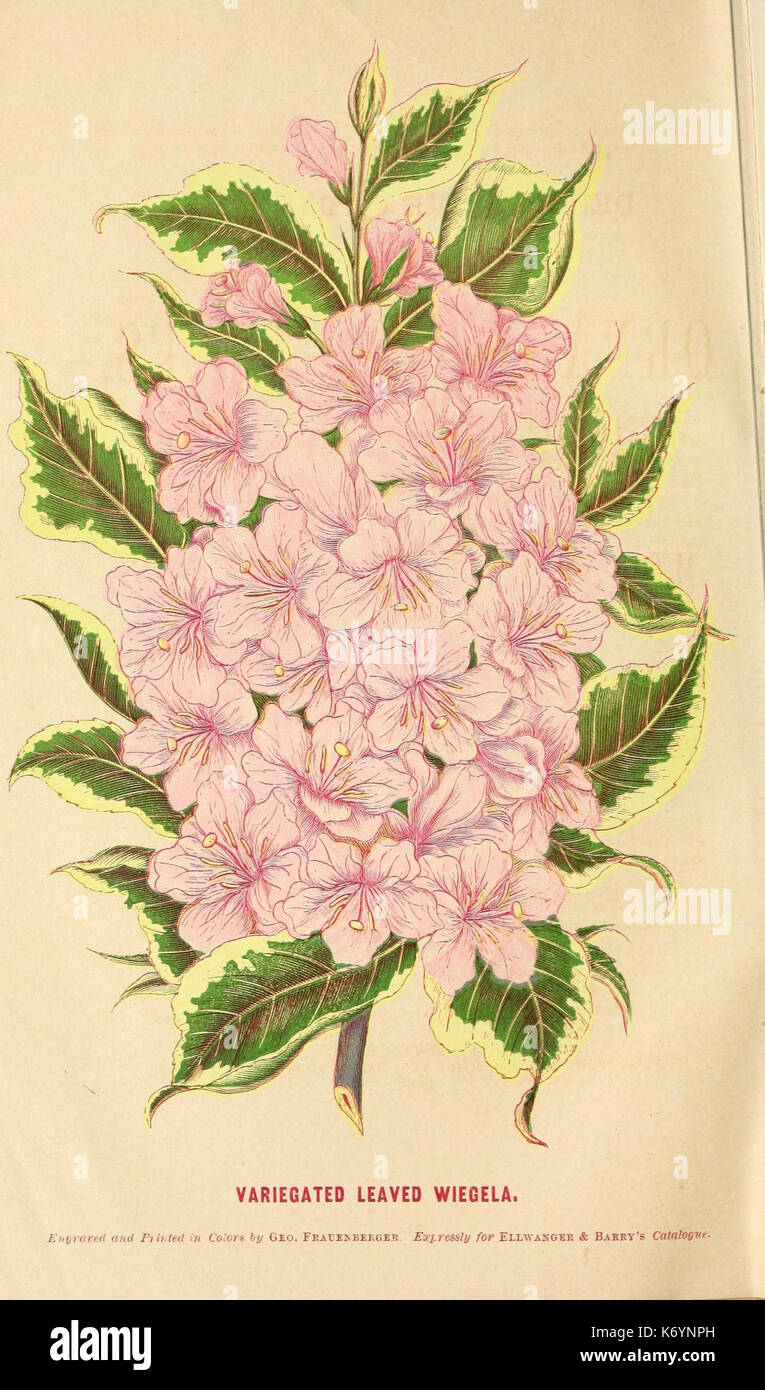 Ellwanger and Barry's descriptive catalogue of ornamental trees and shrubs, roses, flowering plants, etc., etc., etc (16251204059) Stock Photo