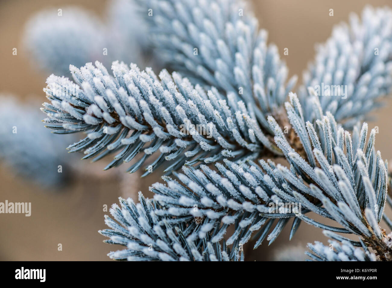 A close up of frost on a blue spruce (Picea pungens) Stock Photo