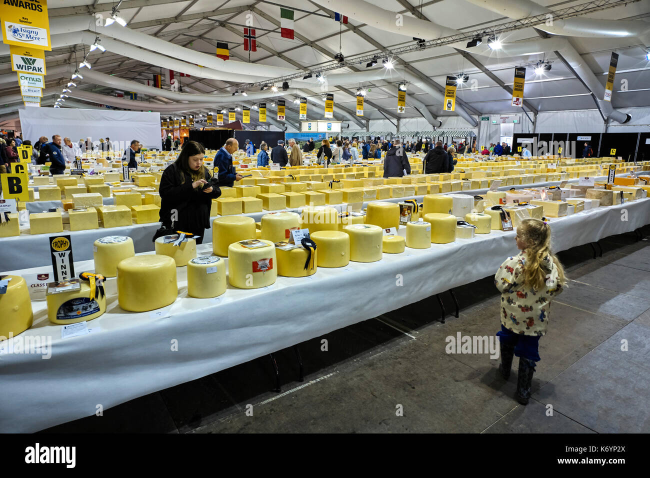 a small child looking at the largest cheese show in britain at the nanwich show stock photo alamy