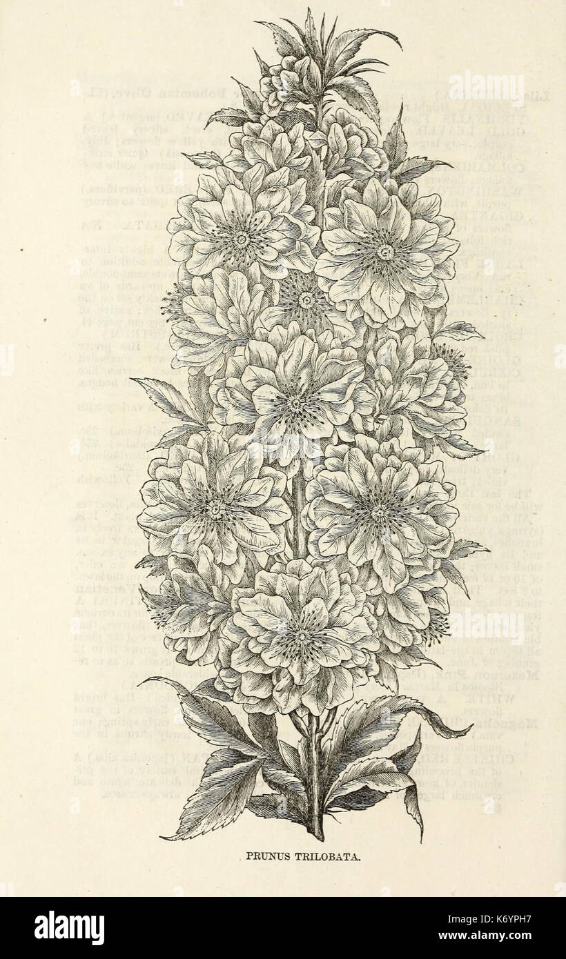Ellwanger and Barry's descriptive catalogue of ornamental trees and shrubs, roses, flowering plants, etc., etc., etc (16436571612) Stock Photo