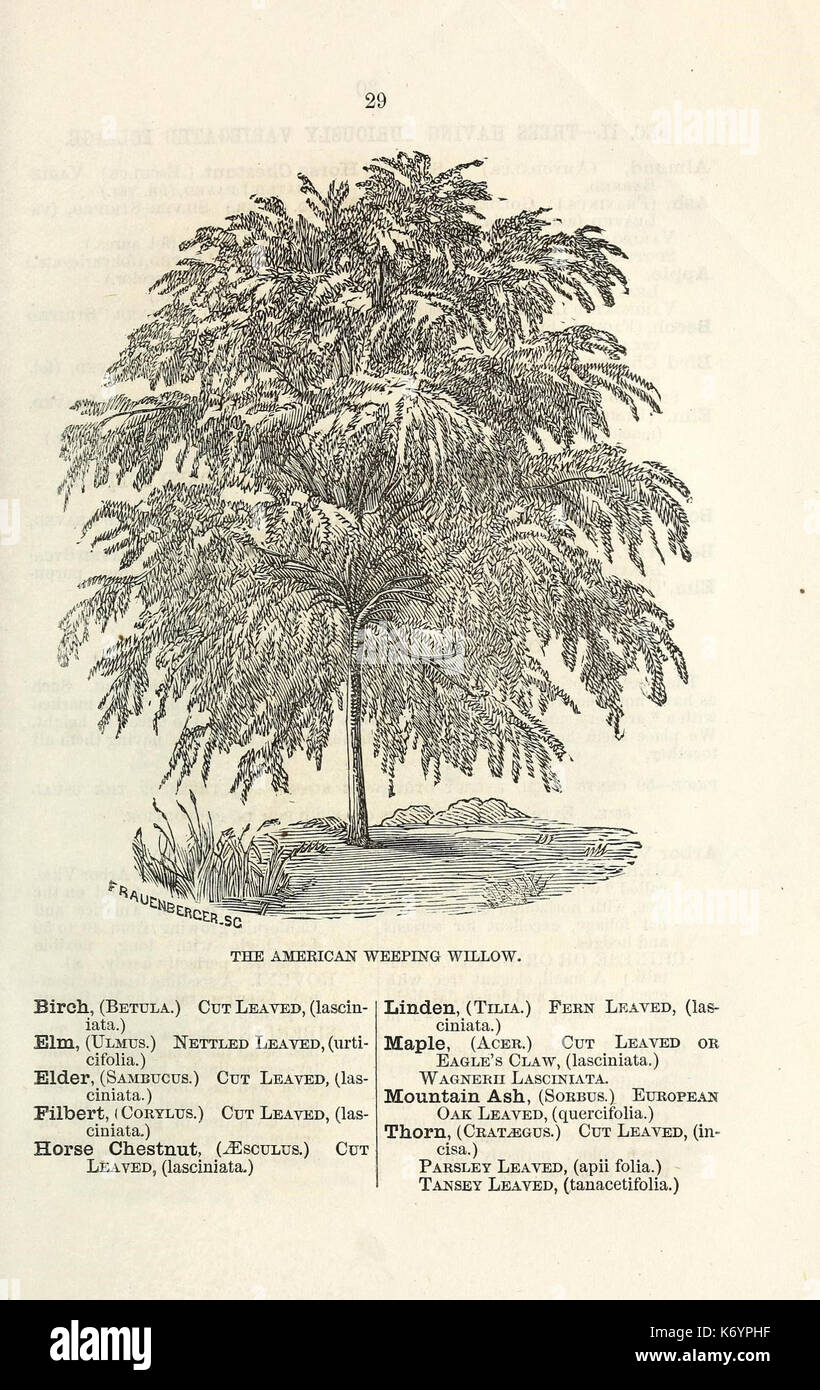 Ellwanger and Barry's descriptive catalogue of ornamental trees and shrubs, roses, flowering plants, etc., etc., etc (16436563552) Stock Photo