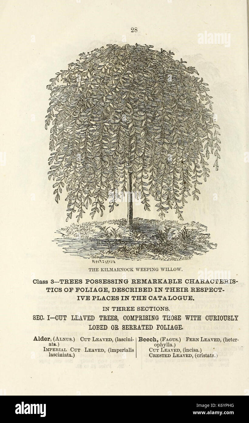 Ellwanger and Barry's descriptive catalogue of ornamental trees and shrubs, roses, flowering plants, etc., etc., etc (16436561802) Stock Photo