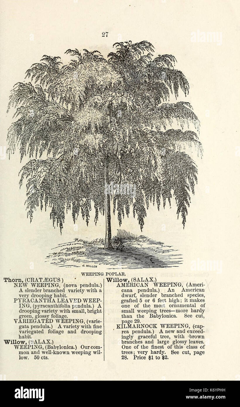 Ellwanger and Barry's descriptive catalogue of ornamental trees and shrubs, roses, flowering plants, etc., etc., etc (16437502525) Stock Photo