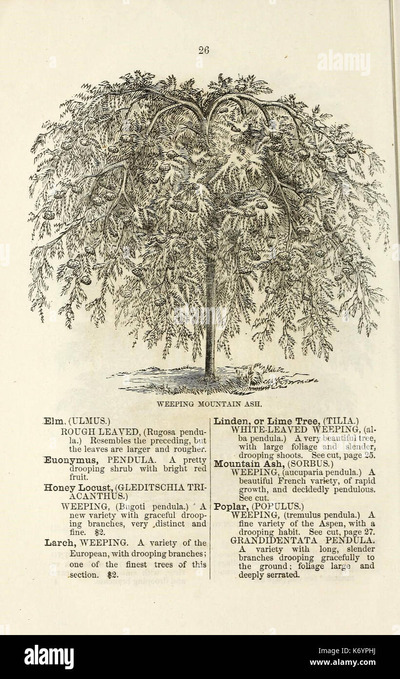 Ellwanger and Barry's descriptive catalogue of ornamental trees and shrubs, roses, flowering plants, etc., etc., etc (16251237569) Stock Photo