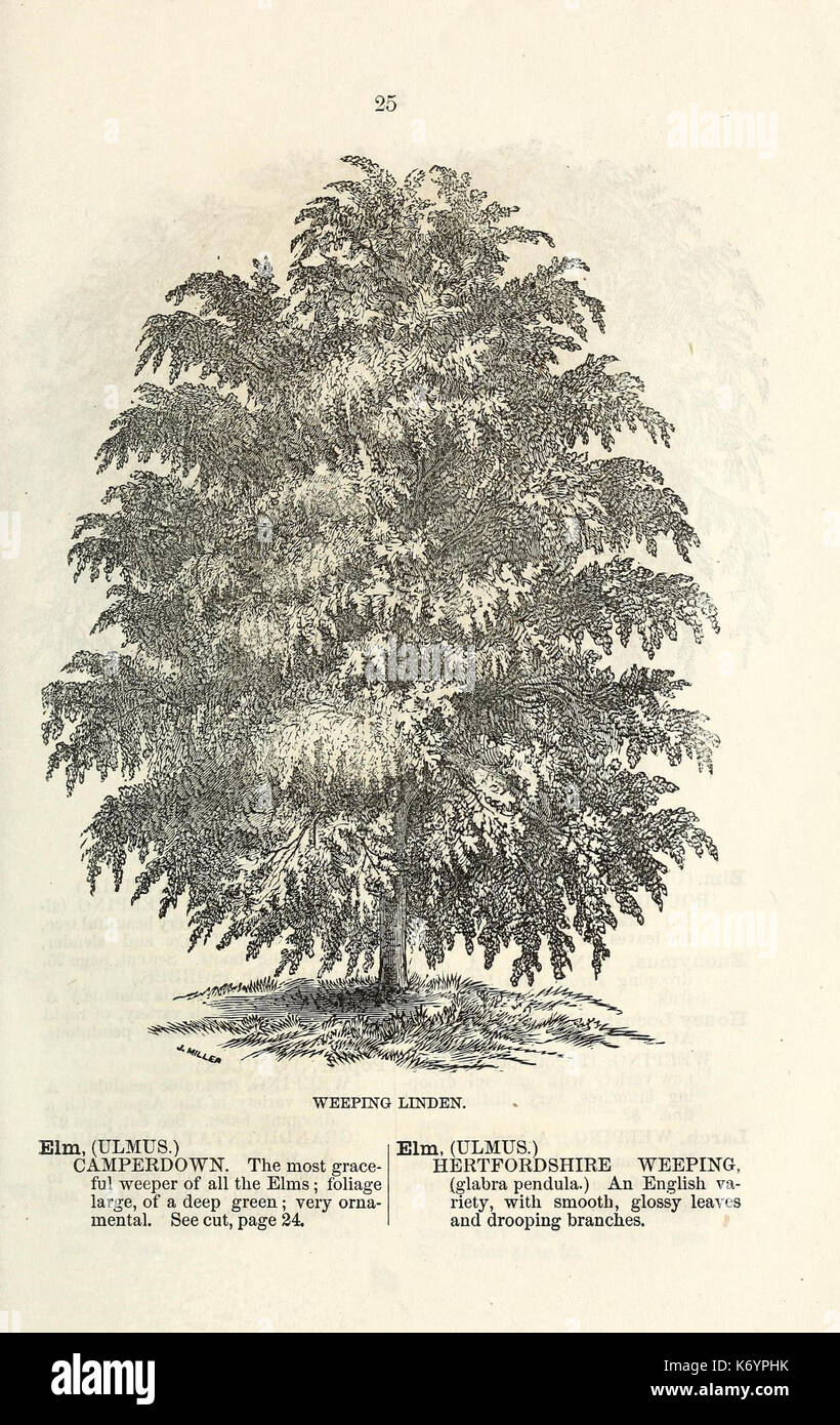 Ellwanger and Barry's descriptive catalogue of ornamental trees and shrubs, roses, flowering plants, etc., etc., etc (16251586357) Stock Photo