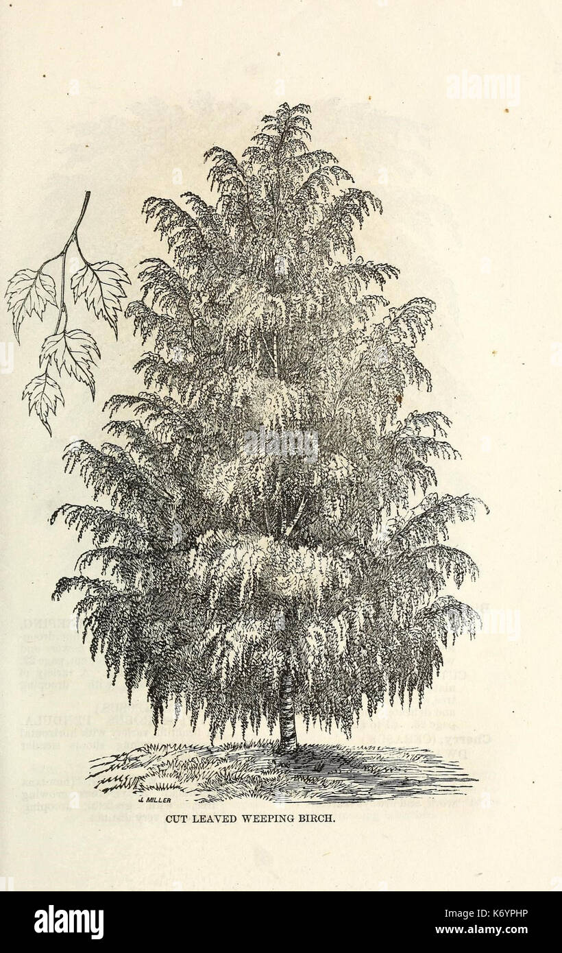Ellwanger and Barry's descriptive catalogue of ornamental trees and shrubs, roses, flowering plants, etc., etc., etc (16436549622) Stock Photo