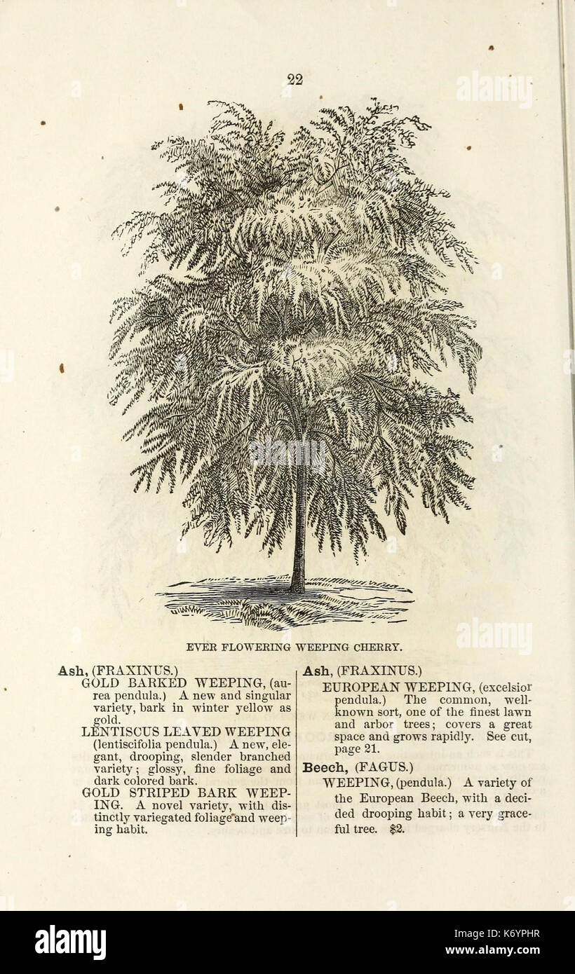 Ellwanger and Barry's descriptive catalogue of ornamental trees and shrubs, roses, flowering plants, etc., etc., etc (16250076100) Stock Photo