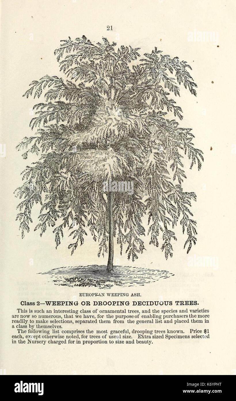 Ellwanger and Barry's descriptive catalogue of ornamental trees and shrubs, roses, flowering plants, etc., etc., etc (16411514366) Stock Photo