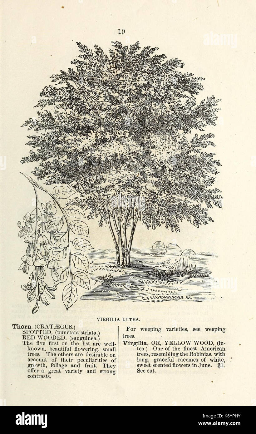 Ellwanger and Barry's descriptive catalogue of ornamental trees and shrubs, roses, flowering plants, etc., etc., etc (16437484765) Stock Photo