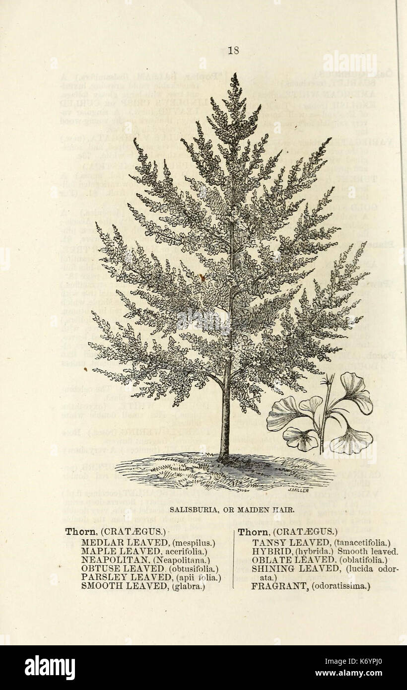 Ellwanger and Barry's descriptive catalogue of ornamental trees and shrubs, roses, flowering plants, etc., etc., etc (16250067620) Stock Photo